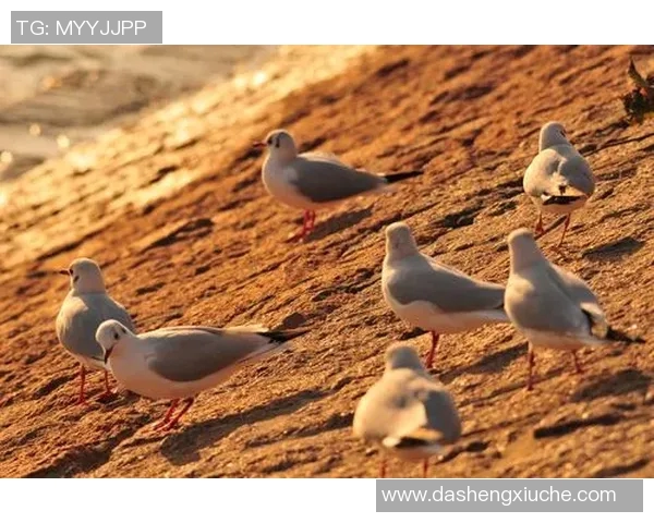 张帆的成长之路:从普通学生到行业领军人物的奋斗故事 张帆的成长之路:从普通学生到行业领军人物的奋斗故事