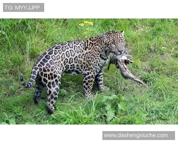 美洲狮与墨西哥美洲的生态对抗与生存智慧探讨